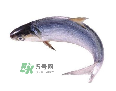 鰣魚和刀魚哪個貴？長江三鮮哪個最貴