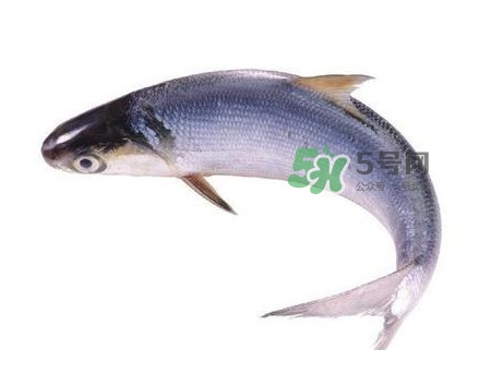 鰣魚什么時候最好吃？長江鰣魚什么上市