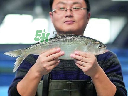 鰣魚與香魚怎么區(qū)分？鰣魚與香魚的區(qū)別
