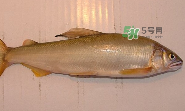 鰣魚與香魚怎么區(qū)分？鰣魚與香魚的區(qū)別