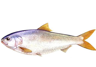鰣魚刺多嗎？鰣魚可以養(yǎng)殖嗎
