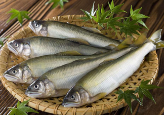 鰣魚(yú)與香魚(yú)怎么區(qū)分？鰣魚(yú)與香魚(yú)的區(qū)別