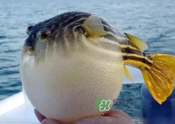 河豚魚是海鮮嗎？河豚魚是淡水魚嗎