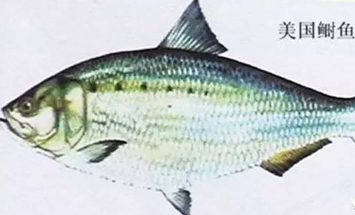 為什么吃清蒸海鰣魚(yú)都是半條？鰣魚(yú)有什么營(yíng)養(yǎng)價(jià)值