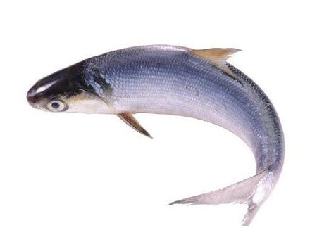 為什么吃清蒸海鰣魚(yú)都是半條？鰣魚(yú)有什么營(yíng)養(yǎng)價(jià)值