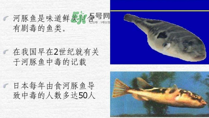 河豚中毒會(huì)產(chǎn)生幻覺嗎？河豚中毒多久發(fā)作