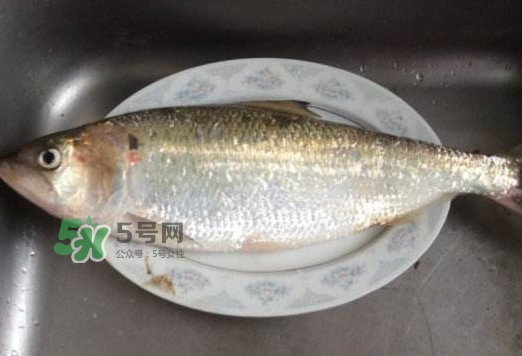 鰣魚怎么讀？鰣魚是什么魚