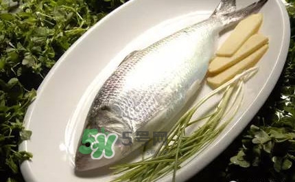 鰣魚的魚鱗能吃嗎？鰣魚為什么不去魚鱗