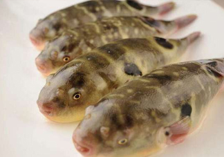 河鲀哪個部位有毒？河鲀哪個部位可以食用