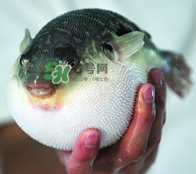 鰣魚和刀魚哪個貴？長江三鮮哪個最貴
