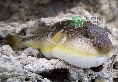 河豚究竟有多好吃？河豚最毒的部位是哪里