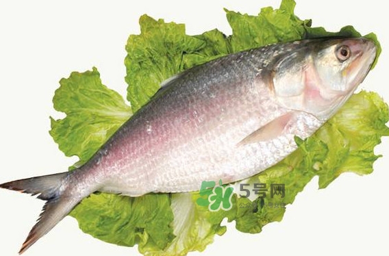 鰣魚什么時候最好吃？長江鰣魚什么上市