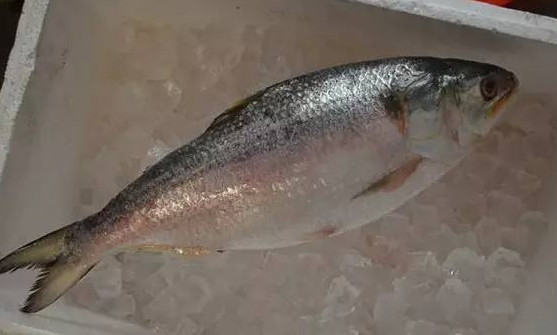 為什么吃清蒸海鰣魚(yú)都是半條？鰣魚(yú)有什么營(yíng)養(yǎng)價(jià)值