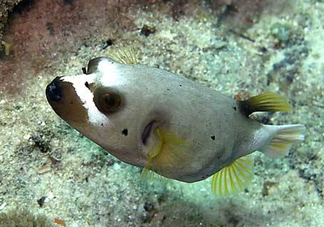 河豚魚是海鮮嗎？河豚魚是淡水魚嗎