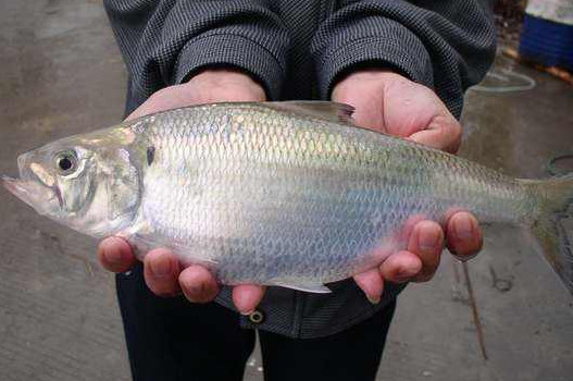鰣魚(yú)是海魚(yú)還是淡水魚(yú)？鰣魚(yú)是發(fā)物嗎