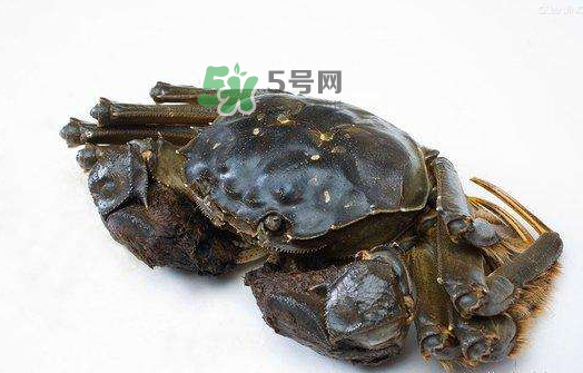大閘蟹能活多久？大閘蟹可以活多久？