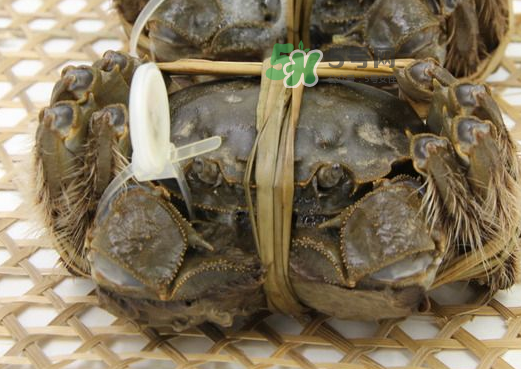 大閘蟹能活多久？大閘蟹可以活多久？