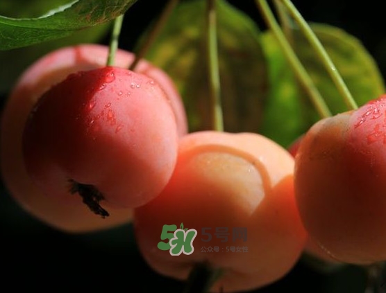 海棠果什么時(shí)候成熟？海棠果幾月份成熟