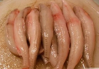 龍頭魚有刺嗎？龍頭魚有魚鱗嗎