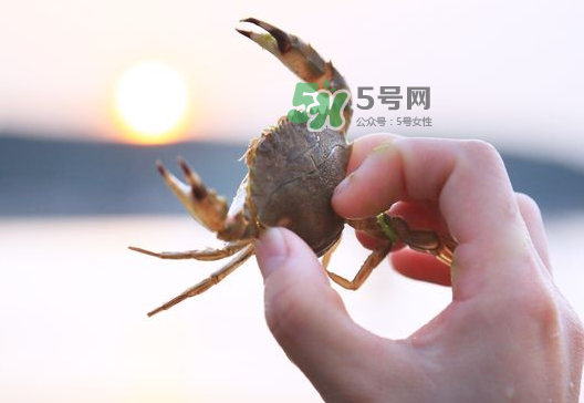 海螃蟹能冷凍保存嗎？海螃蟹放冰箱冷凍嗎？