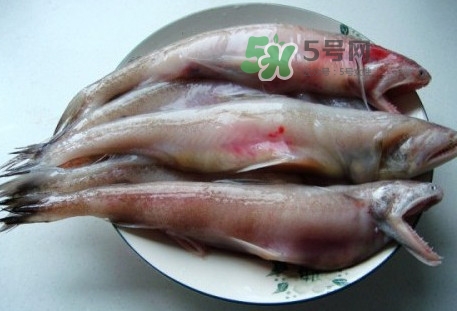 龍頭魚(yú)是什么魚(yú)？龍頭魚(yú)多少錢(qián)一斤？