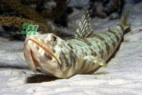 龍頭魚是海魚嗎？龍頭魚是海鮮嗎