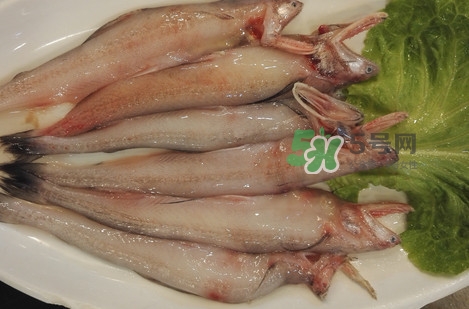 龍頭魚怎么殺？龍頭魚怎么處理？