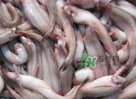 龍頭魚可以冷凍嗎？龍頭魚怎么保存