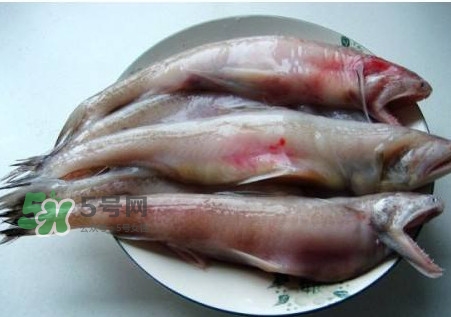 龍頭魚可以冷凍嗎？龍頭魚怎么保存