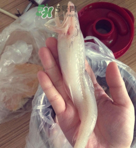 買龍頭魚怎么挑選？冰凍龍頭魚怎么去內(nèi)臟
