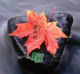 立秋后是不是早晚天氣涼？立秋后天氣有什么變化？