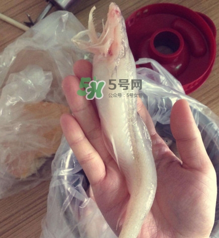 海鮮水潺孕婦可以吃嗎？水潺魚(yú)的營(yíng)養(yǎng)價(jià)值