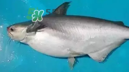 龍利魚怎么挑選？龍利魚與越南巴沙魚的區(qū)別