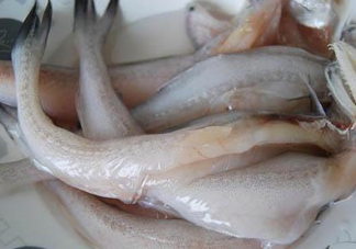 龍頭魚怎么殺？龍頭魚怎么處理？