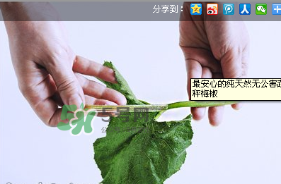 南瓜苗怎么做好吃？南瓜苗怎么撕？