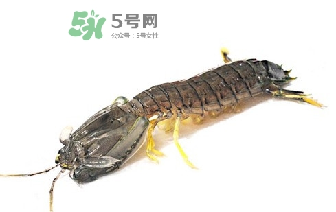 蝦蛄蝦殼怎么剝才好？蝦蛄怎么清洗