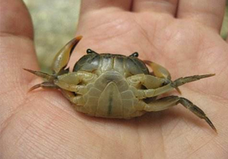 海螃蟹死了還能吃嗎？海螃蟹死了多久還能吃？