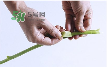 南瓜苗怎么做好吃？南瓜苗怎么撕？