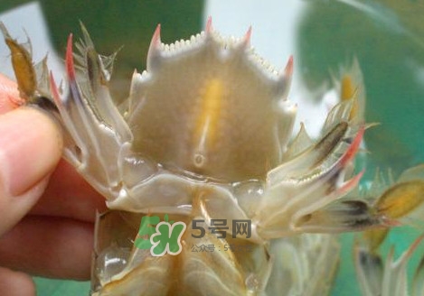 蝦蛄怎么吃？蝦蛄怎么做好吃？