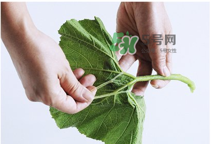 南瓜苗怎么做好吃？南瓜苗怎么撕？