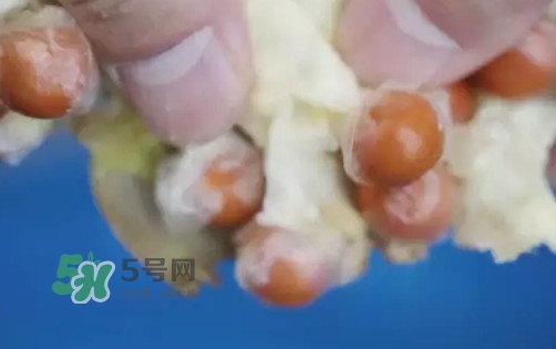 雞頭米是什么？雞頭米是芡實嗎