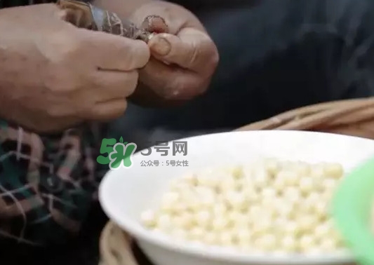 雞頭米是什么？雞頭米是芡實嗎