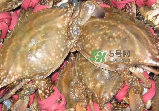 梭子蟹放冷藏還是冷凍？梭子蟹可以放速凍嗎？