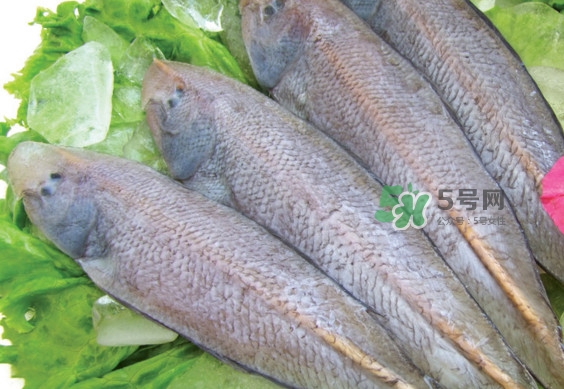 龍利魚(yú)有刺嗎？龍利魚(yú)有魚(yú)鱗嗎