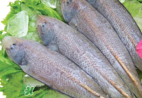 龍利魚有寄生蟲嗎？龍利魚有假的嗎