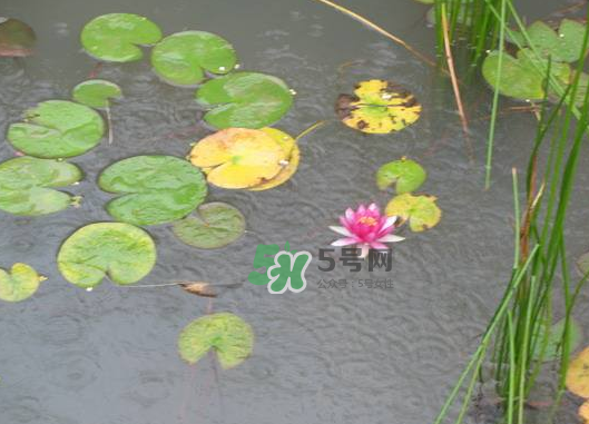 2017處暑會下雨嗎？處暑會下雨好嗎？