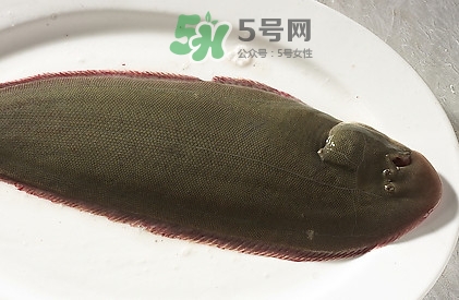 活的龍利魚怎么保存？新鮮龍利魚能放多久