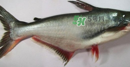龍利魚是淡水魚嗎？龍利魚是巴沙魚嗎