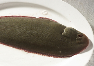 活的龍利魚怎么保存？新鮮龍利魚能放多久