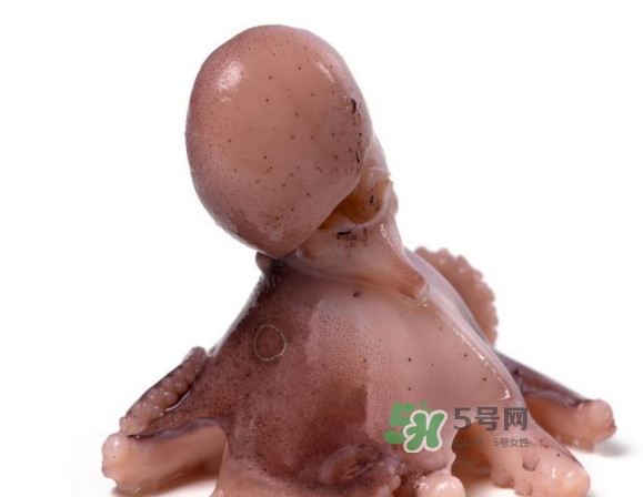 章魚(yú)怎么處理？章魚(yú)怎么殺